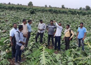 गोरगांवले बु. परिसरातील केळी बागांचे वादळी पावसामुळे नुकसान; तातडीने शासकीय मदत मिळावी ग्रामस्थांची मागणी