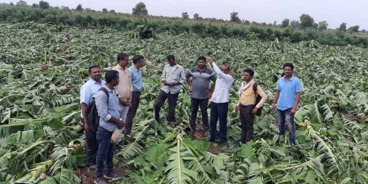 गोरगांवले बु. परिसरातील केळी बागांचे वादळी पावसामुळे नुकसान; तातडीने शासकीय मदत मिळावी ग्रामस्थांची मागणी
