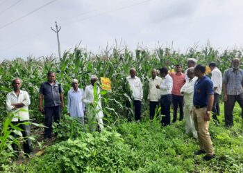 चोपडा येथे मका पिकावरील लष्करी अळीची ओळख व व्यवस्थापनाबाबत शेतकऱ्यांना मार्गदर्शन