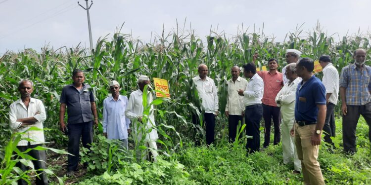 चोपडा येथे मका पिकावरील लष्करी अळीची ओळख व व्यवस्थापनाबाबत शेतकऱ्यांना मार्गदर्शन