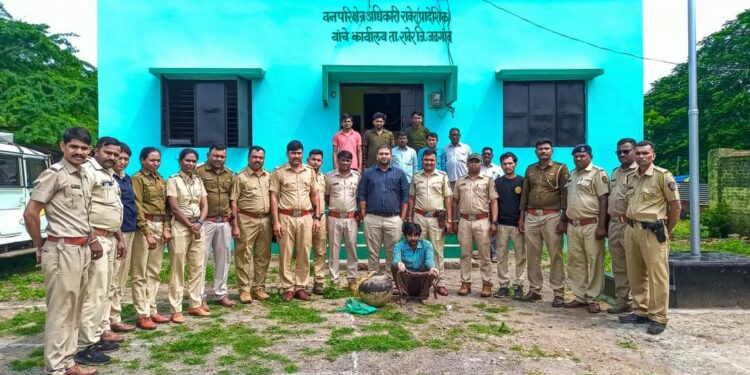 वनविभागाकडून मांडूळ जातीचा सर्प जप्त; एकावर गुन्हा दाखल व अटक