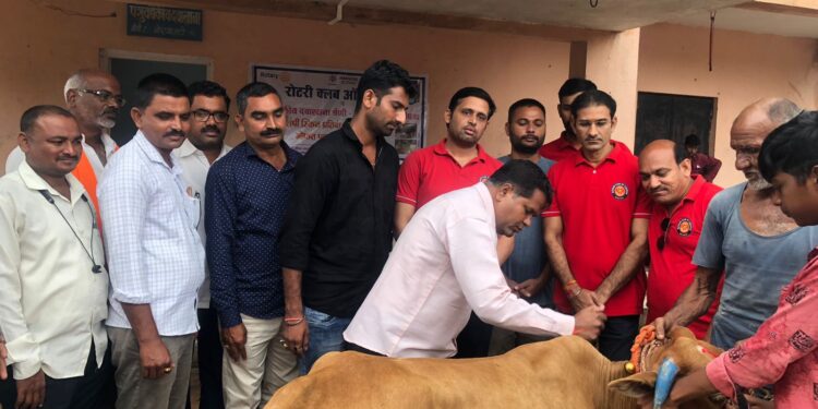 चोपडा रोटरी तर्फे बोरअजंटी येथे 600 गुरांना मोफत लंपी स्किन लसीकरण