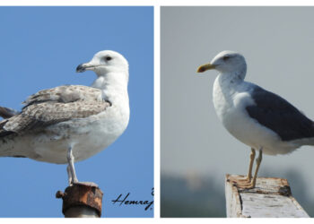 सातपुडा निसर्ग संस्थेतर्फे पक्षी सप्ताहानिमित्त विविध ठिकाणी पक्षी निरीक्षण!