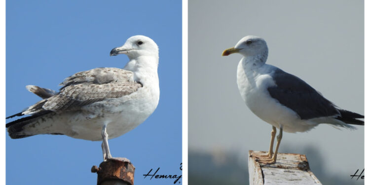 सातपुडा निसर्ग संस्थेतर्फे पक्षी सप्ताहानिमित्त विविध ठिकाणी पक्षी निरीक्षण!
