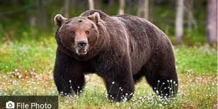 खळबळजनक : चोपडा तालुक्यात अस्वलाच्या हल्ल्यात एकाचा मृत्यू; अडावद पोलिसात नोंद!