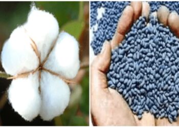 अवैद्य एचटीबीटी या वाणाची लागवड करु नये, कृषी विभागामार्फत आवाहन