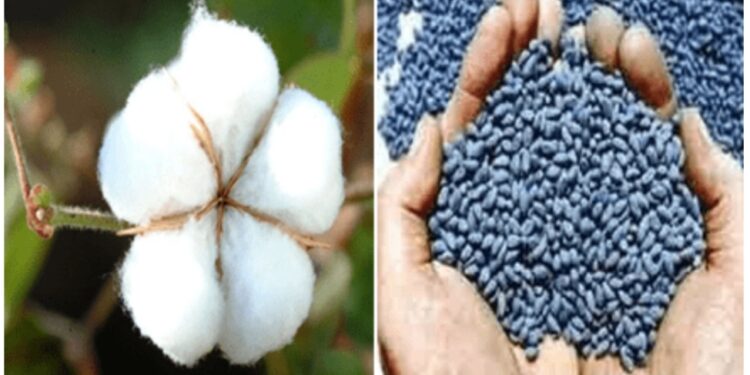 अवैद्य एचटीबीटी या वाणाची लागवड करु नये, कृषी विभागामार्फत आवाहन