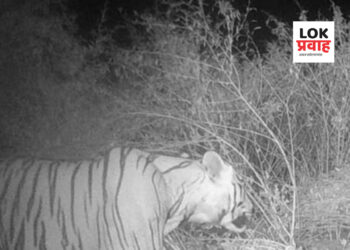 आनंदाची बाब….!! सातपुड्यात वाघोबाचे दर्शन..!!