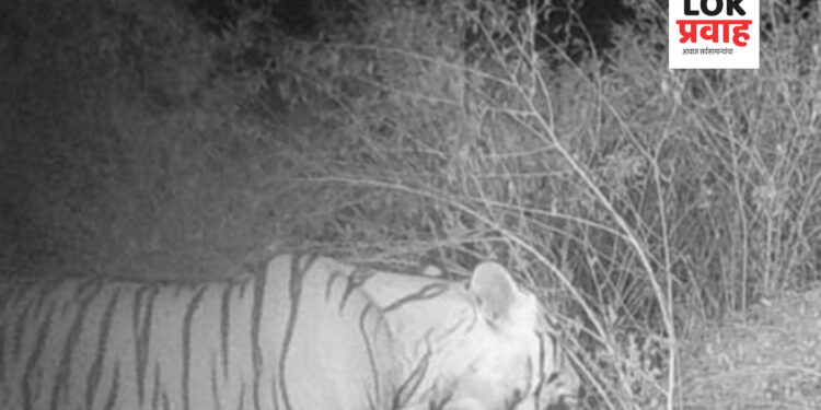 आनंदाची बाब….!! सातपुड्यात वाघोबाचे दर्शन..!!