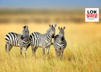 आज आंतरराष्ट्रीय झेब्रा दिवस