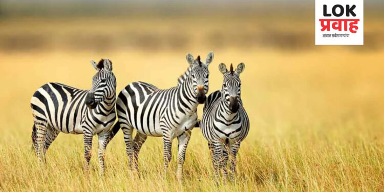 आज आंतरराष्ट्रीय झेब्रा दिवस