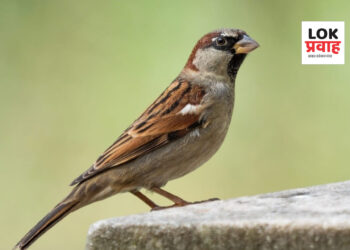 बहार नेचर फाउंडेशन व युवा सामाजिक संघर्ष संघटना करणार जागतिक चिमणी दिवस साजरा