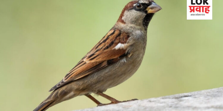 बहार नेचर फाउंडेशन व युवा सामाजिक संघर्ष संघटना करणार जागतिक चिमणी दिवस साजरा