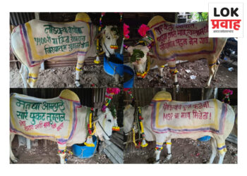 शासनाचे लक्ष वेधण्यासाठी शेतकऱ्याचे थेट बैलाच्या पाठीवर गाऱ्हाणे 