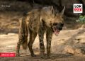 स्वामीनारायण मंदिर परिसरात तरसाची दहशत; वन विभागाने तातडीने कारवाई करावी, नागरिकांची मागणी